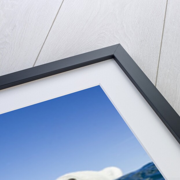 Underwater Polar Bear by Harbour Islands, Nunavut, Canada by Anonymous