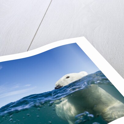 Underwater Polar Bear by Harbour Islands, Nunavut, Canada by Anonymous
