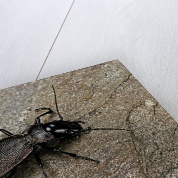 Cechenus pyrenaeus (ground beetle) by Anonymous