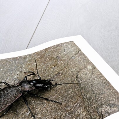Cechenus pyrenaeus (ground beetle) by Anonymous