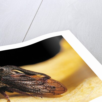Centrotus cornutus (horned treehopper) by Anonymous