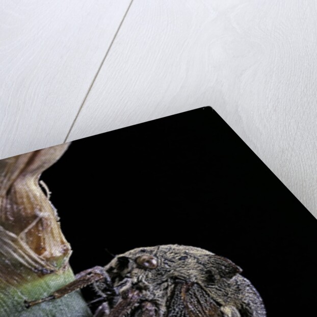 Centrotus cornutus (horned treehopper) by Anonymous