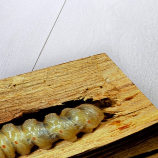 Cerambyx cerdo (great capricorn beetle) - larva by Anonymous