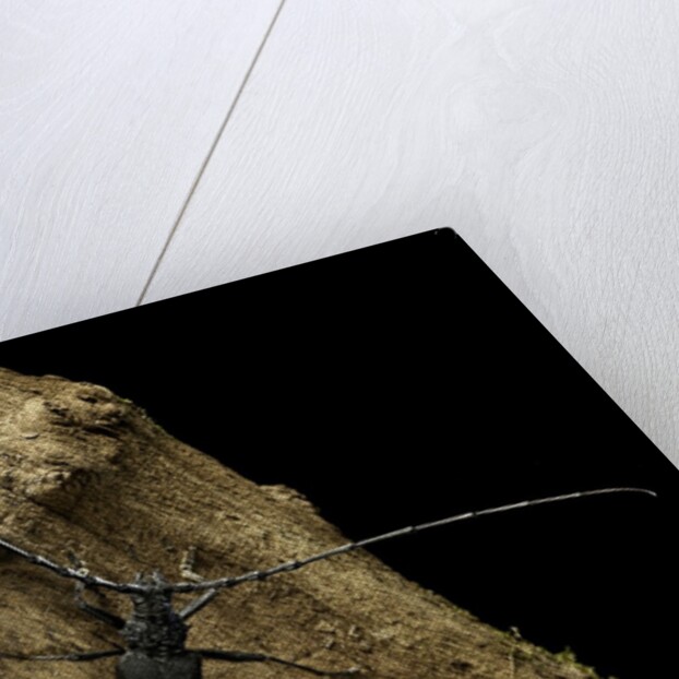 Cerambyx cerdo (great capricorn beetle) by Anonymous
