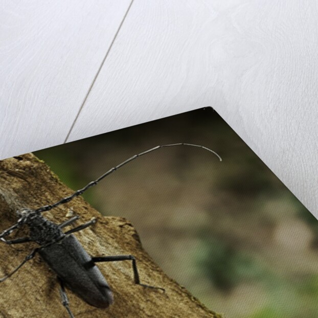 Cerambyx cerdo (great capricorn beetle) by Anonymous