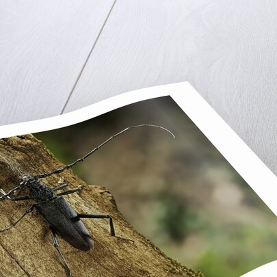 Cerambyx cerdo (great capricorn beetle) by Anonymous