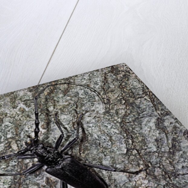 Cerambyx cerdo (great capricorn beetle) by Anonymous