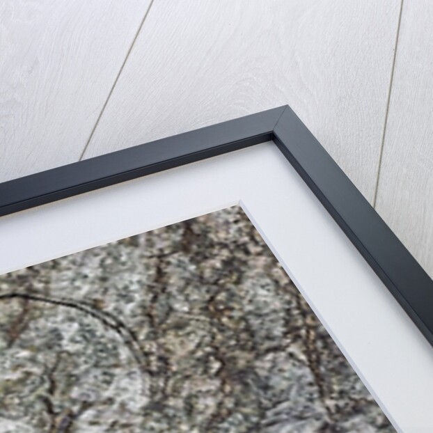 Cerambyx cerdo (great capricorn beetle) by Anonymous