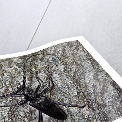 Cerambyx cerdo (great capricorn beetle) by Anonymous