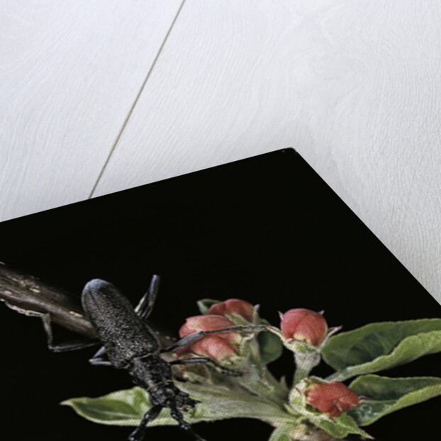 Cerambyx scopolii (capricorn beetle) by Anonymous