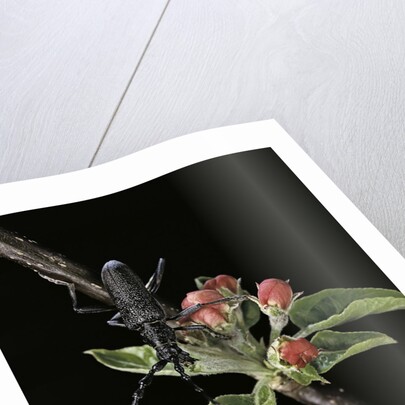 Cerambyx scopolii (capricorn beetle) by Anonymous