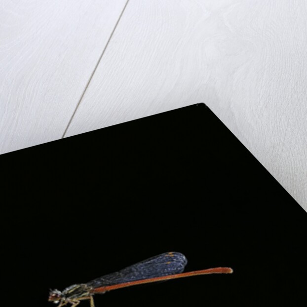 Ceriagrion tenellum (small red damselfly) by Anonymous