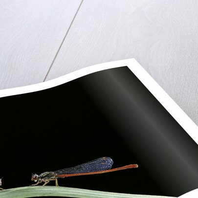 Ceriagrion tenellum (small red damselfly) by Anonymous