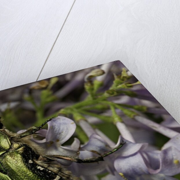 Cetonia aurata (rose chafer) by Anonymous