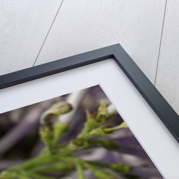 Cetonia aurata (rose chafer) by Anonymous