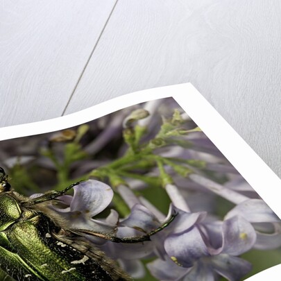 Cetonia aurata (rose chafer) by Anonymous