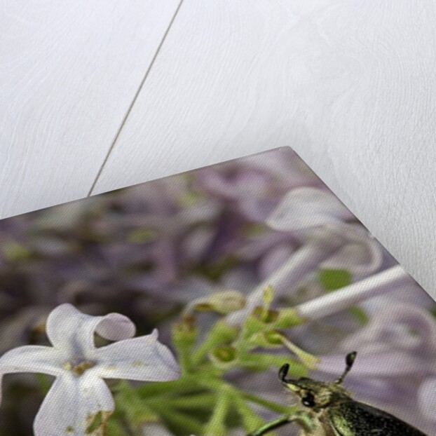 Cetonia aurata (rose chafer) by Anonymous