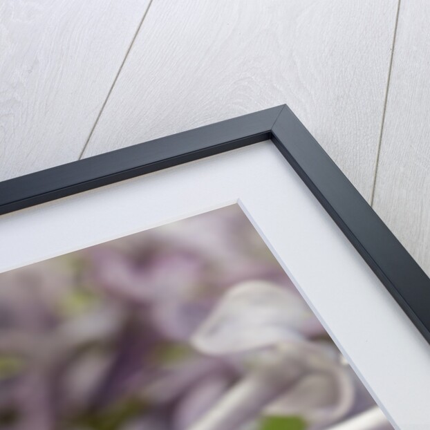 Cetonia aurata (rose chafer) by Anonymous