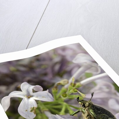 Cetonia aurata (rose chafer) by Anonymous