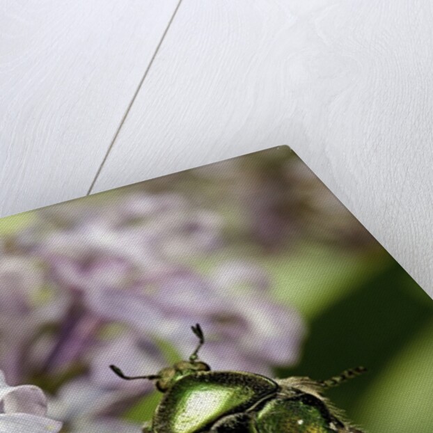 Cetonia aurata (rose chafer) by Anonymous