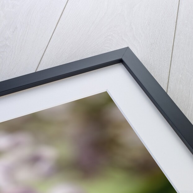 Cetonia aurata (rose chafer) by Anonymous