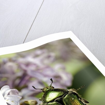 Cetonia aurata (rose chafer) by Anonymous