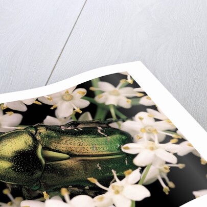 Cetonia aurata (rose chafer) by Anonymous