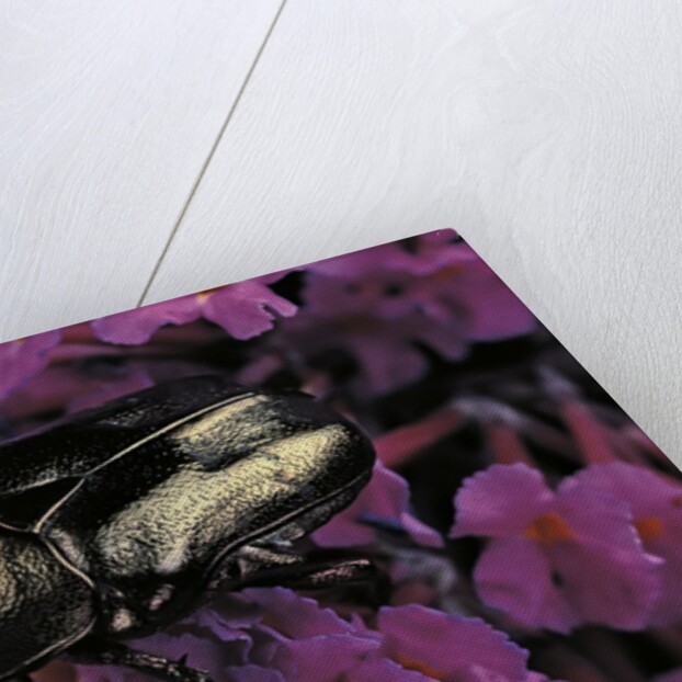 Cetonia cuprea (flower beetle) by Anonymous