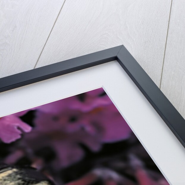 Cetonia cuprea (flower beetle) by Anonymous