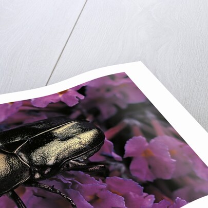 Cetonia cuprea (flower beetle) by Anonymous