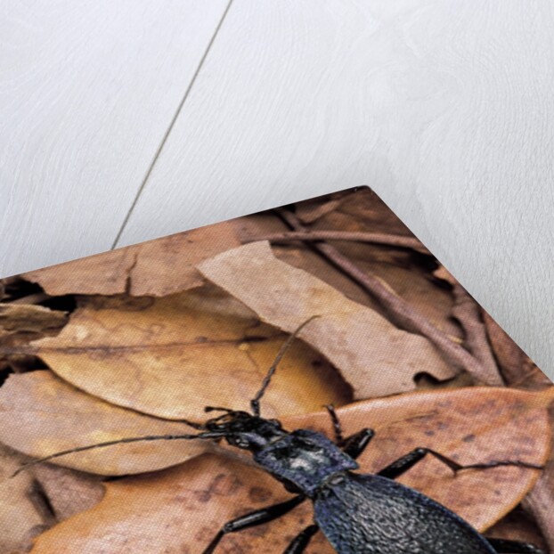Carabus intricatus (blue ground beetle) by Anonymous