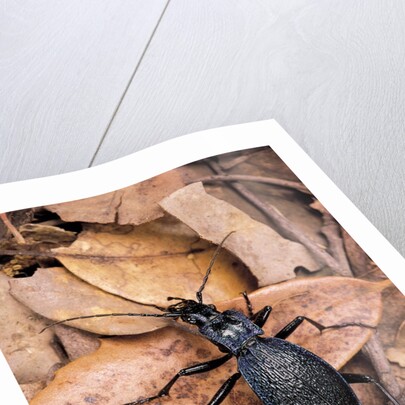 Carabus intricatus (blue ground beetle) by Anonymous