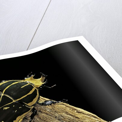 Chelorrhina polyphemus (flower beetle) by Anonymous