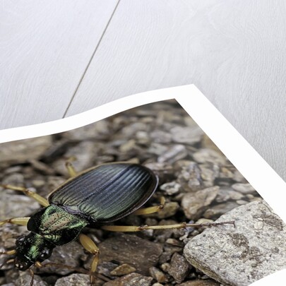 Chlaeniellus vestitus (ground beetle) by Anonymous