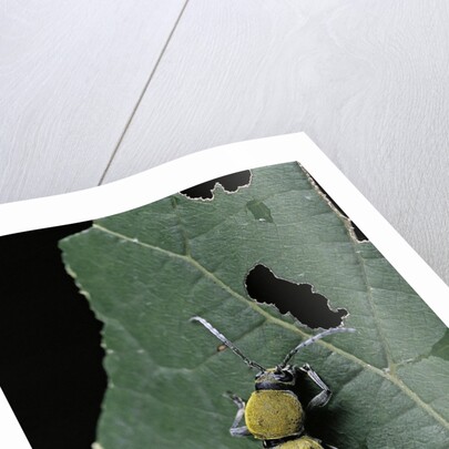Chlorophorus glaucus (longhorn beetle) by Anonymous