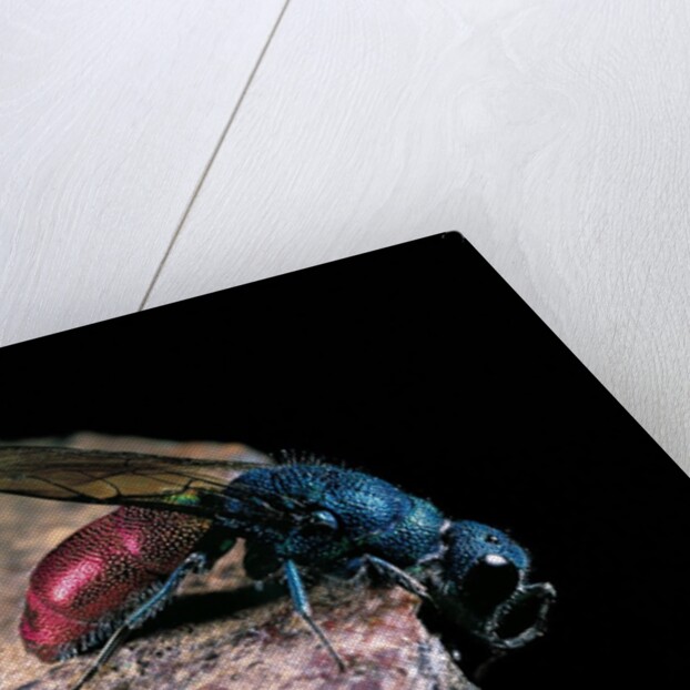 Chrysis ignita (common cuckoo wasp) by Anonymous