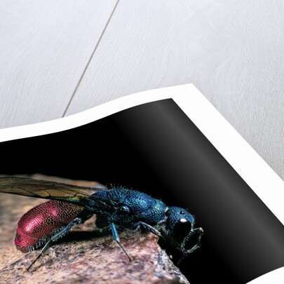 Chrysis ignita (common cuckoo wasp) by Anonymous