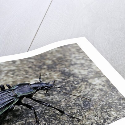 Carabus solieri altamontanus (ground beetle) by Anonymous