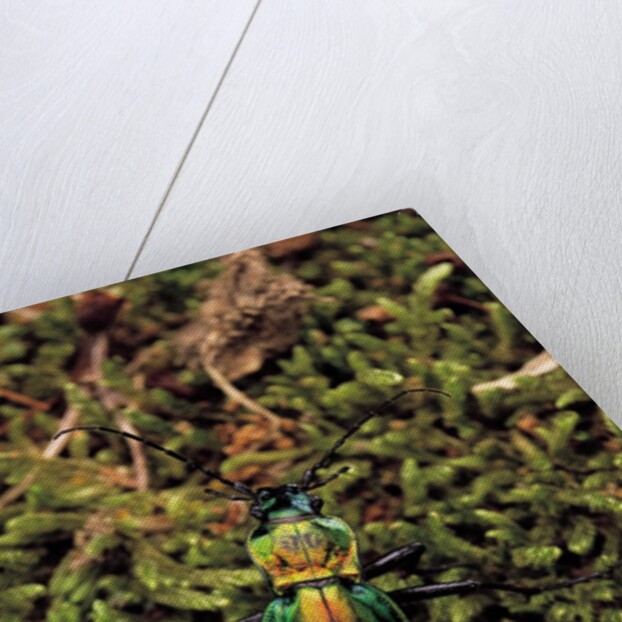 Carabus splendens lapurdanus (ground beetle) by Anonymous