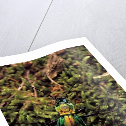 Carabus splendens lapurdanus (ground beetle) by Anonymous