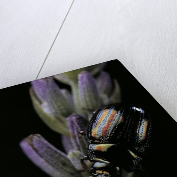 Chrysolina americana (rosemary beetle) by Anonymous