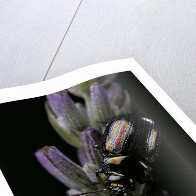 Chrysolina americana (rosemary beetle) by Anonymous