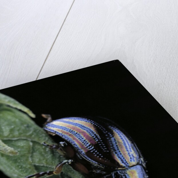 Chrysolina cerealis (rainbow leaf beetle) by Anonymous