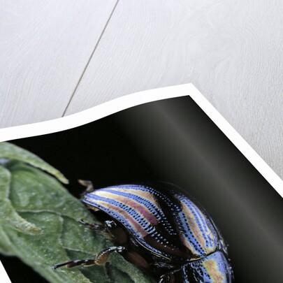 Chrysolina cerealis (rainbow leaf beetle) by Anonymous