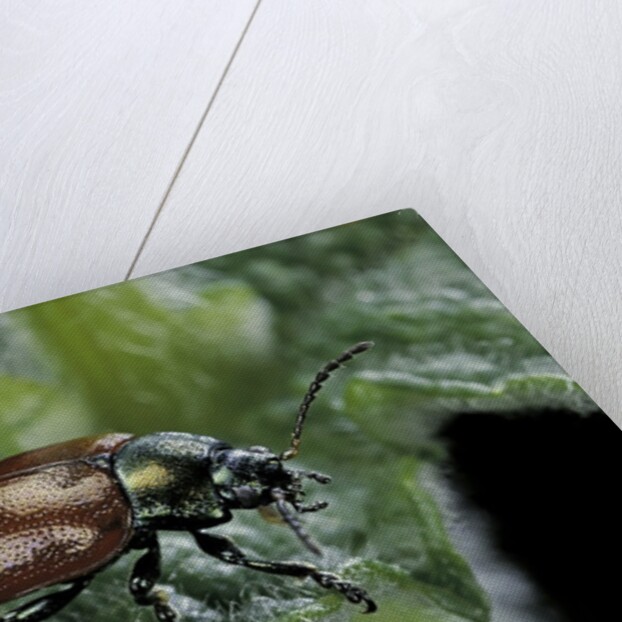 Chrysolina polita (leaf beetle) by Anonymous