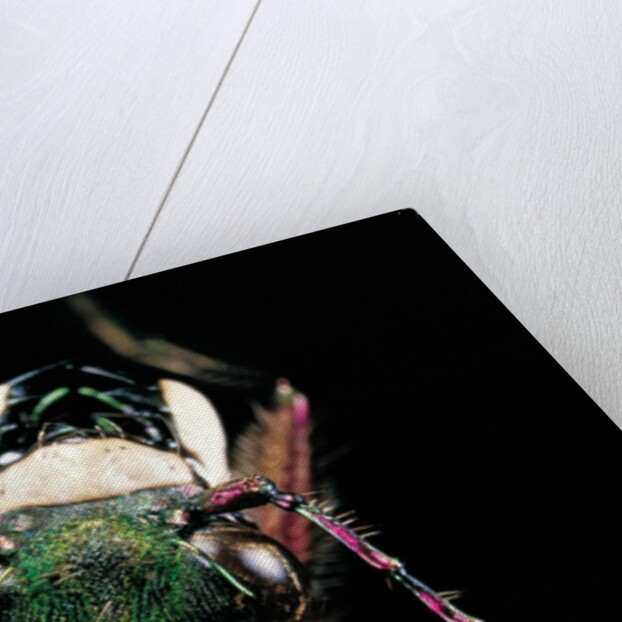 Cicindela campestris (green tiger beetle) by Anonymous