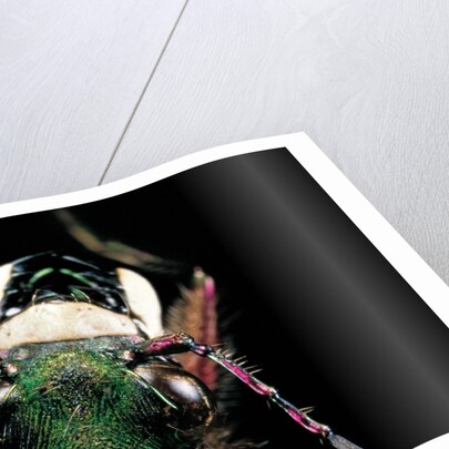 Cicindela campestris (green tiger beetle) by Anonymous