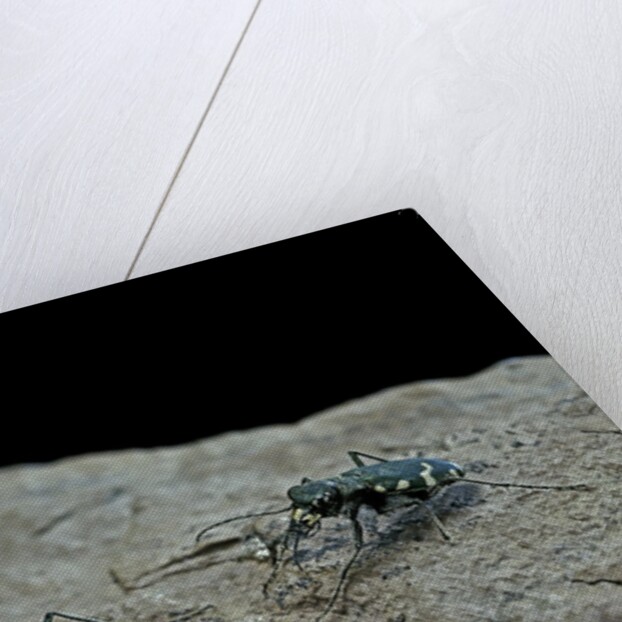 Cicindela gallica (tiger beetle) by Anonymous