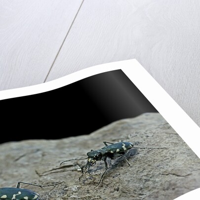 Cicindela gallica (tiger beetle) by Anonymous