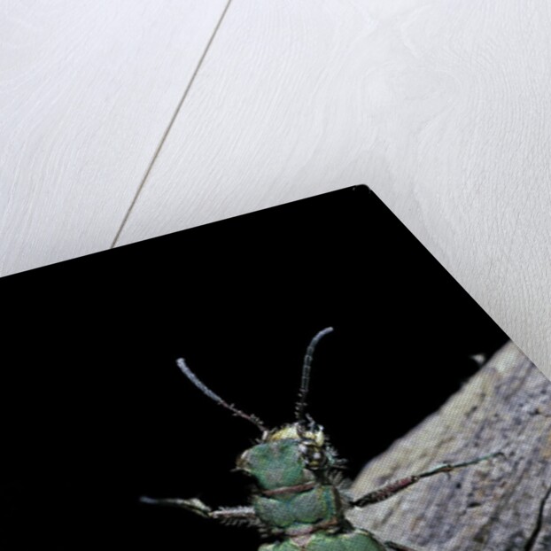 Cicindela campestris (green tiger beetle) by Anonymous